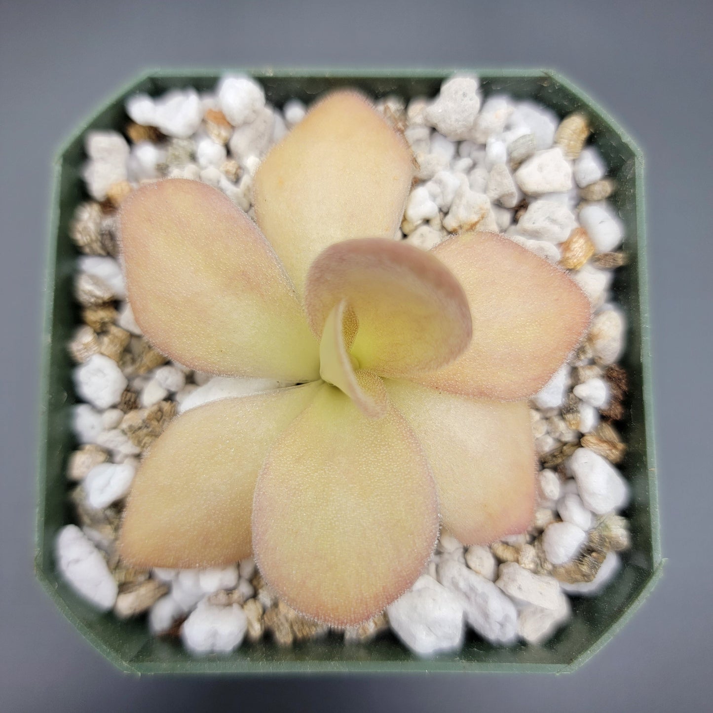 Pinguicula agnata {Zimapan, Hidalgo, Méx}