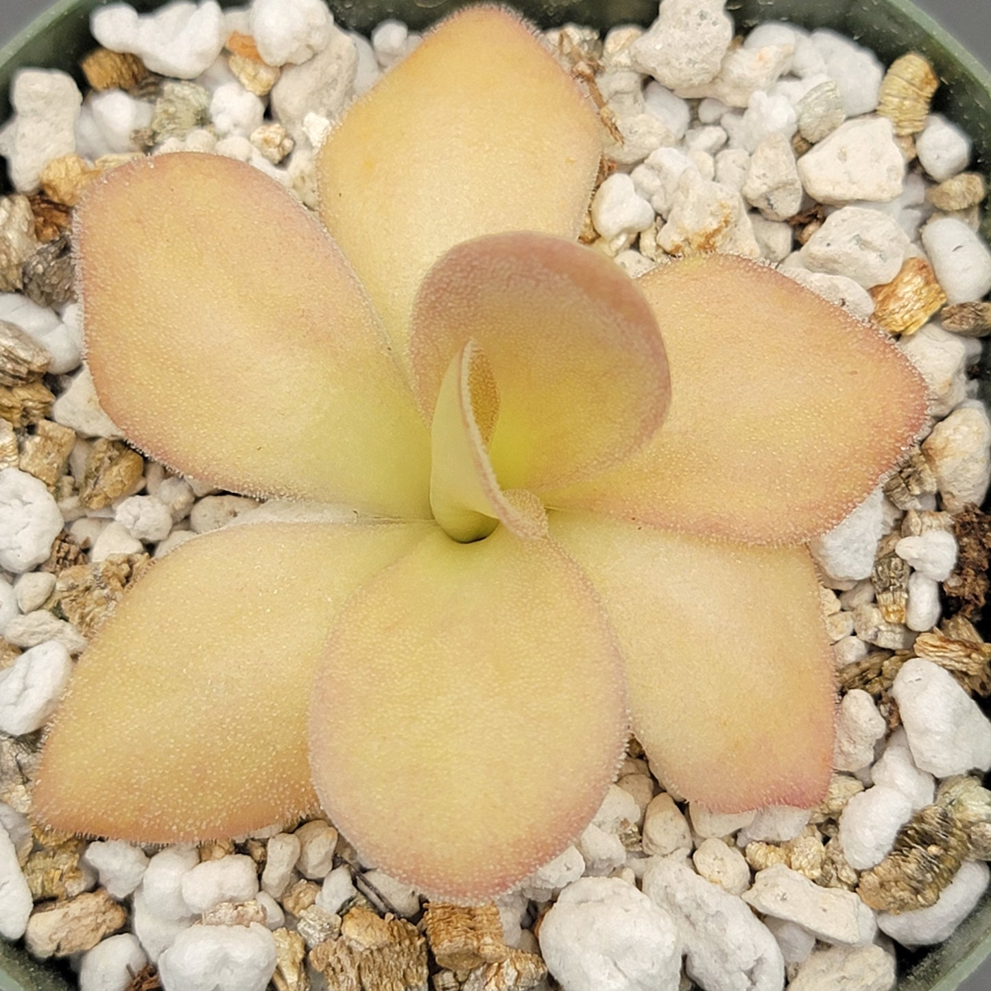 Pinguicula agnata {Zimapan, Hidalgo, Méx}