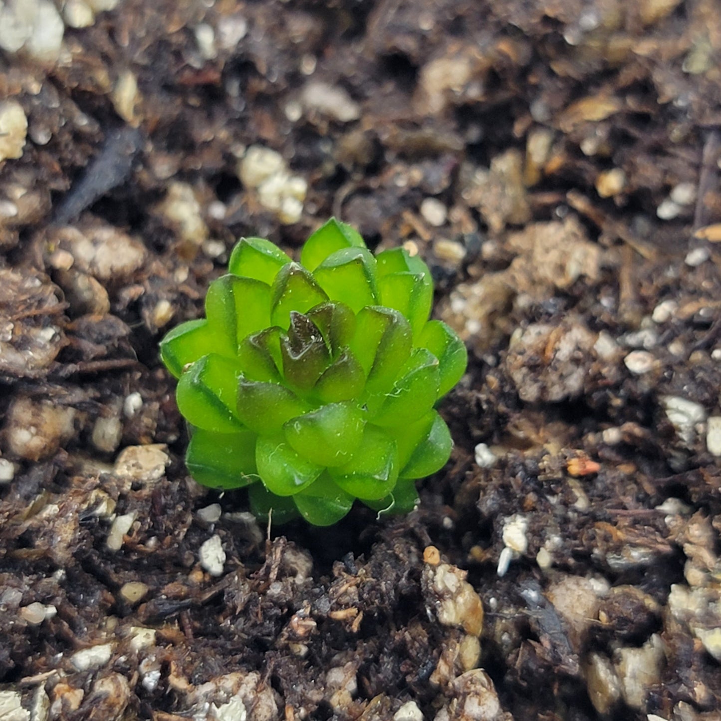 Pinguicula calderoniae {llano del conejo, San Luis Potosi}