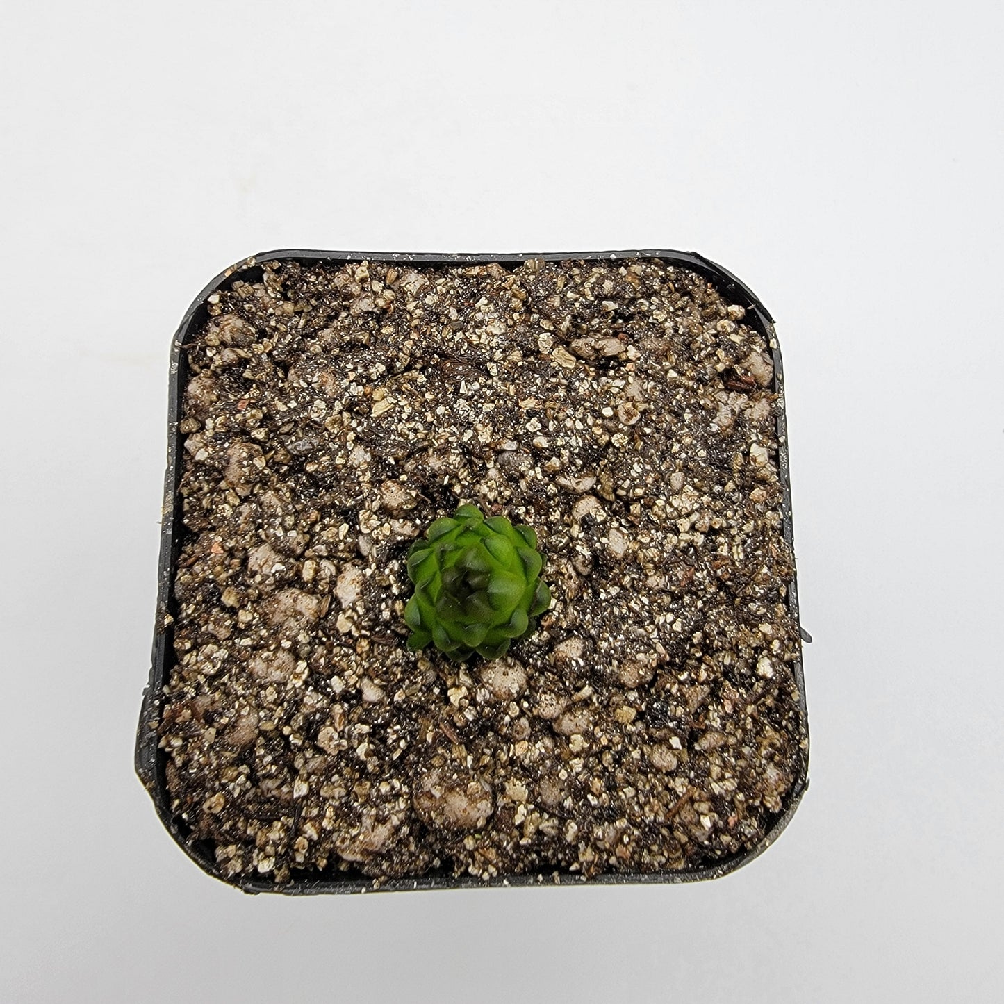 Pinguicula calderoniae {llano del conejo, San Luis Potosi}