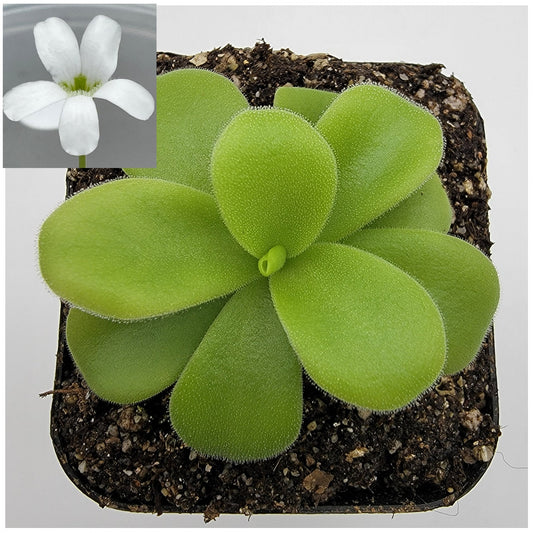 Pinguicula gigantea alba