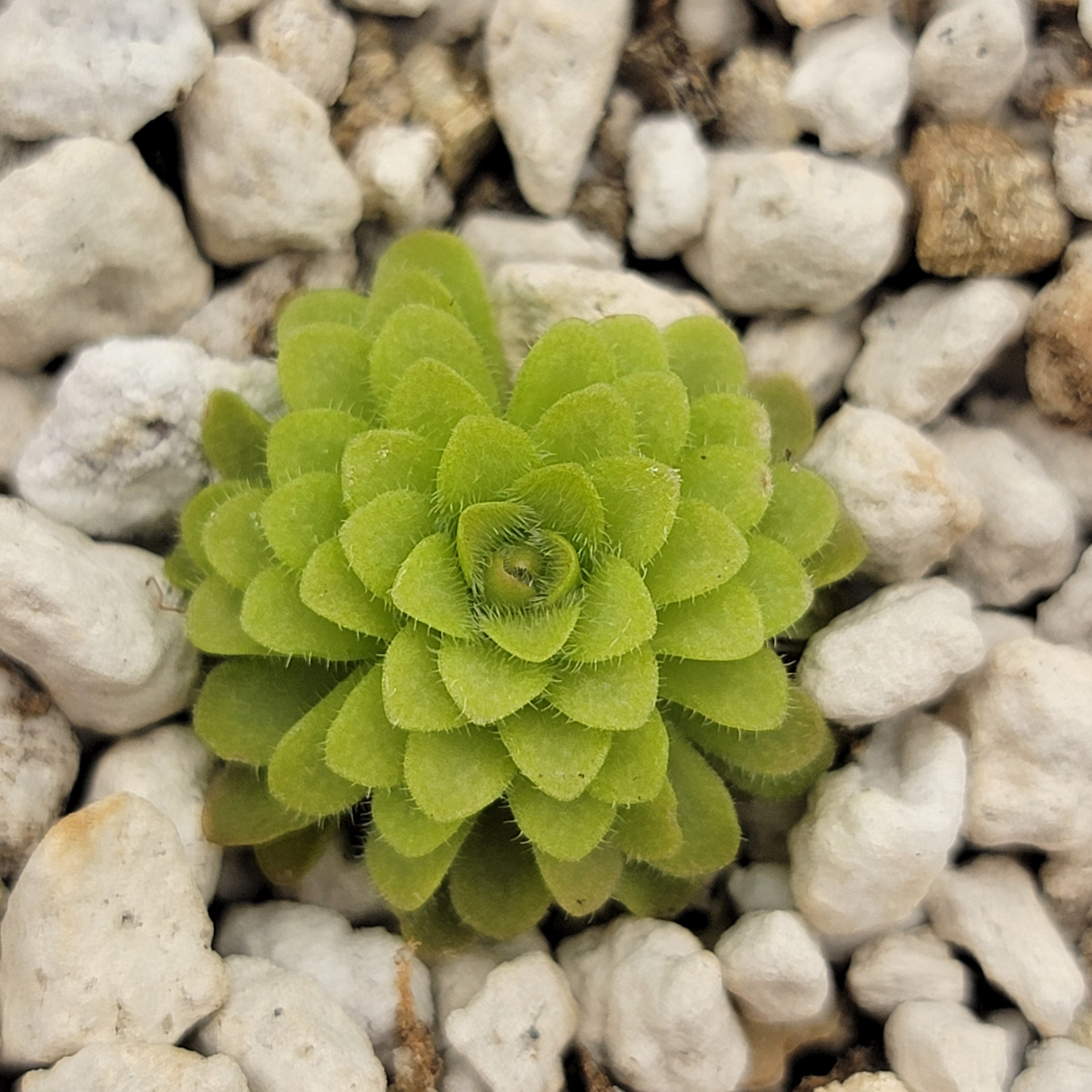 RainbowCarnivorousplants Pinguicula gracilis x laueana - Thumbnail 5