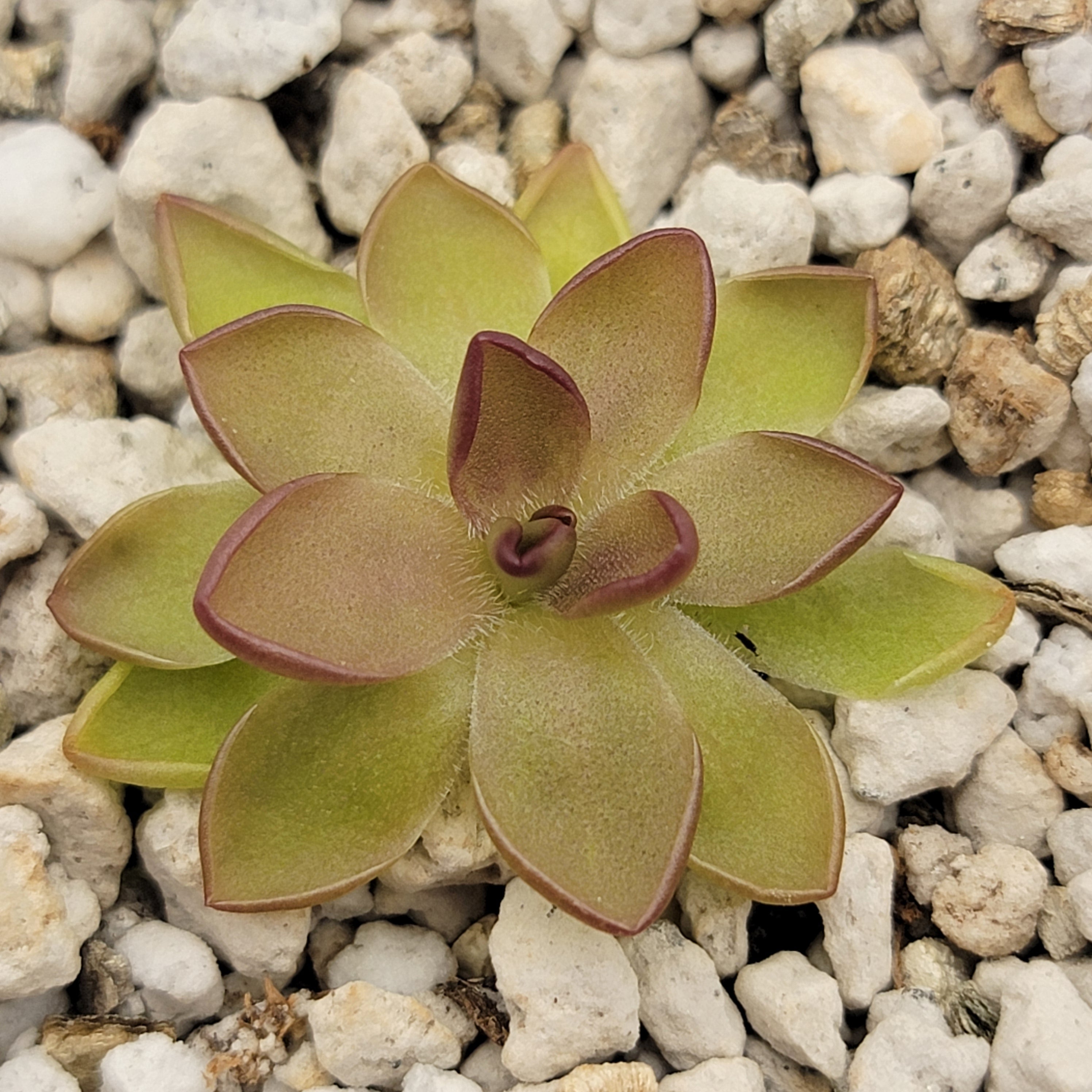 RainbowCarnivorousplants Pinguicula gracilis x laueana