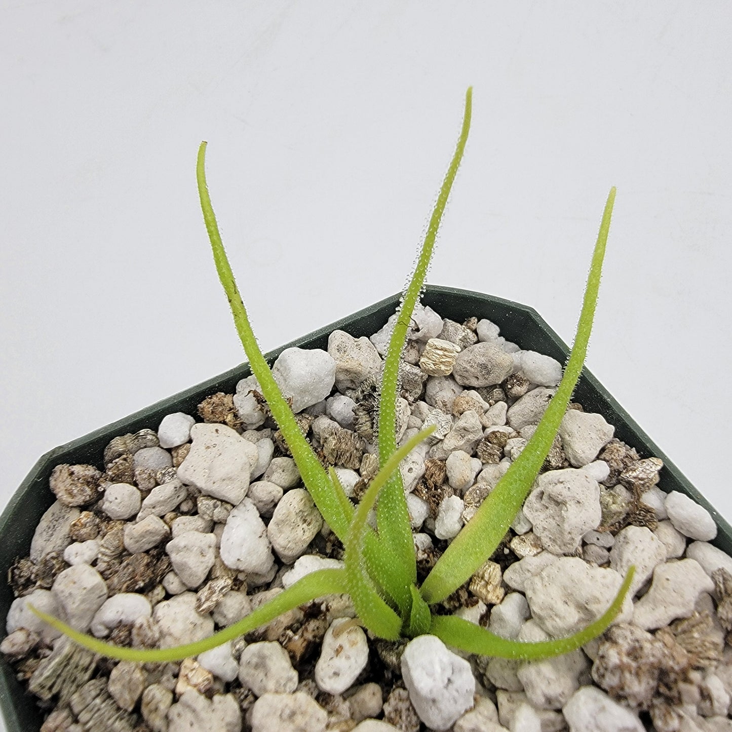 Pinguicula heterophylla
