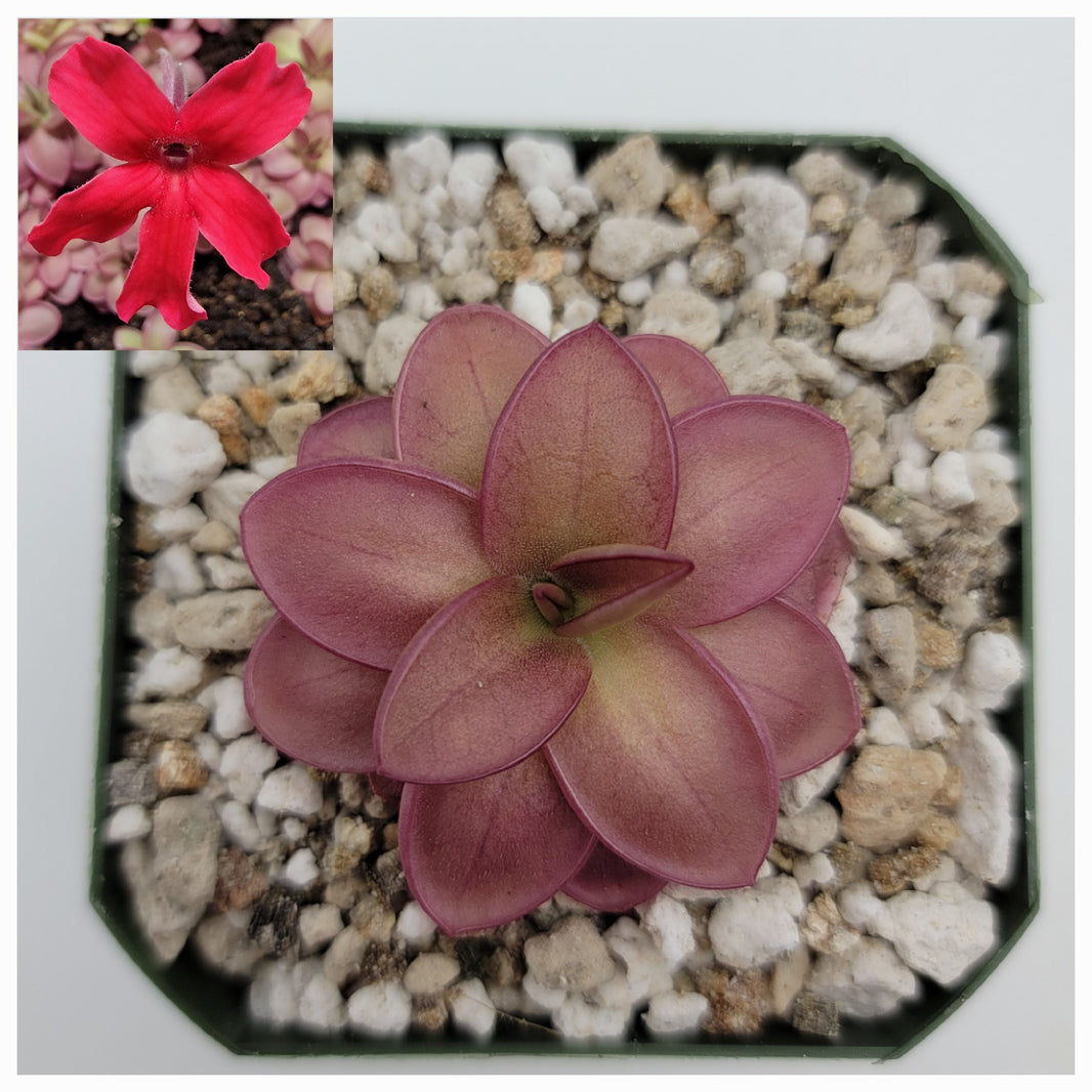 Pinguicula (Butterworts) – Plant Everything Carnivorous