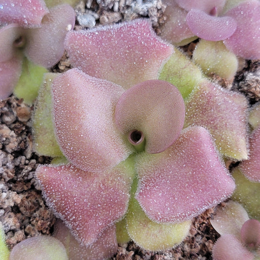Pinguicula martinezii x laueana -Mexican butterwort-