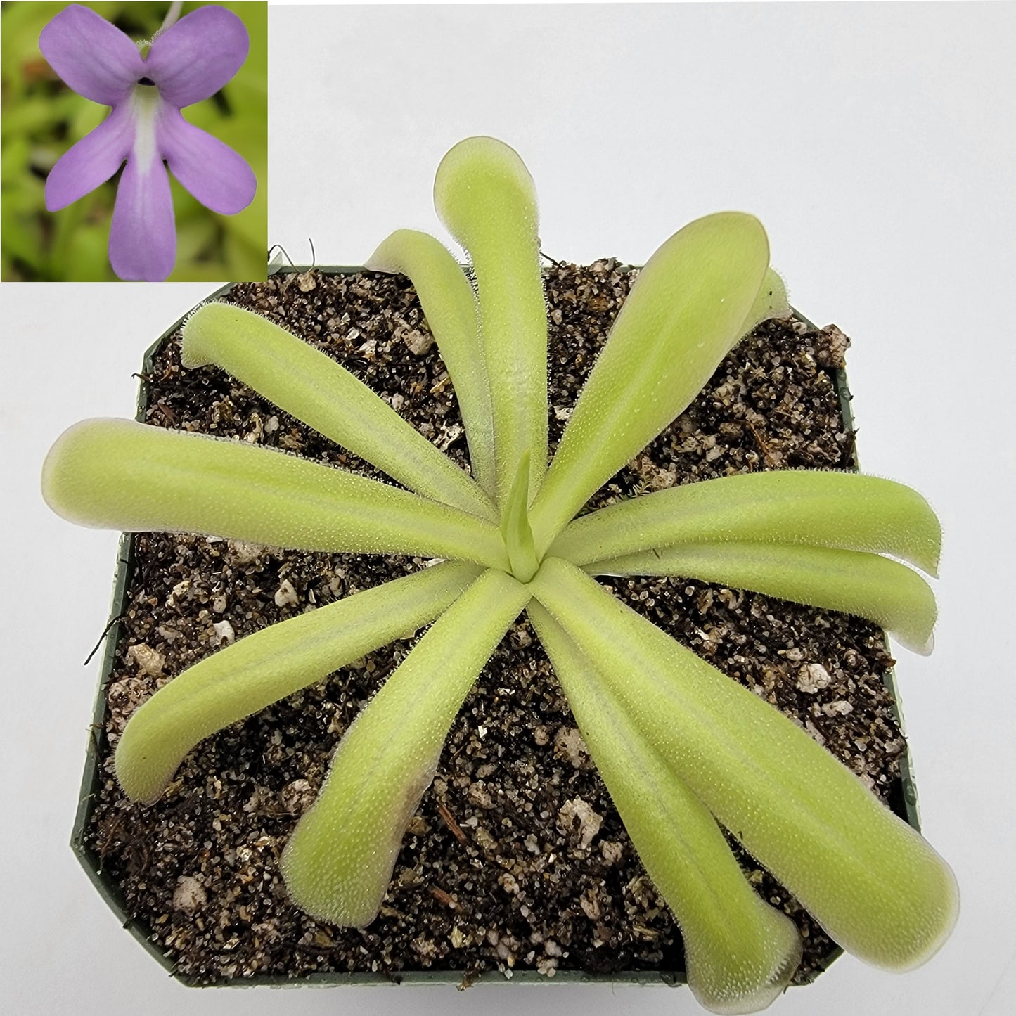 Pinguicula moctezumae x moranensis var. alba