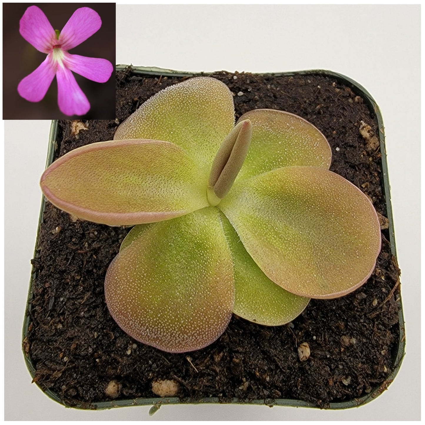 Pinguicula moranensis
