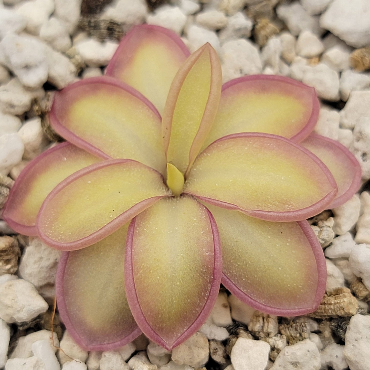 Pinguicula moranensis var. alba x emarginata