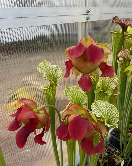 Sarracenia - “Red Velvet”