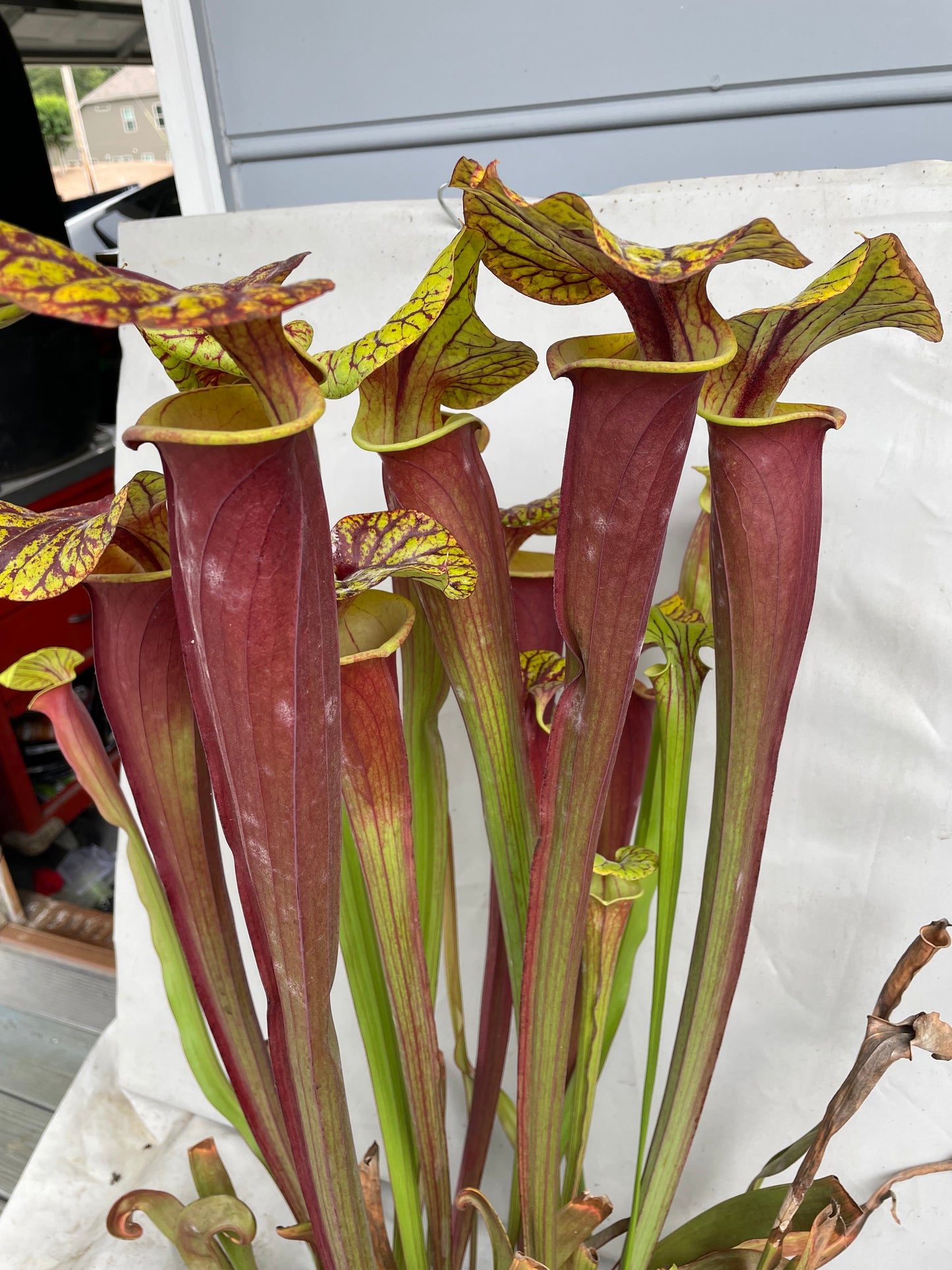 Sarracenia - Flava Var Rubricorpora Liberty County, FL