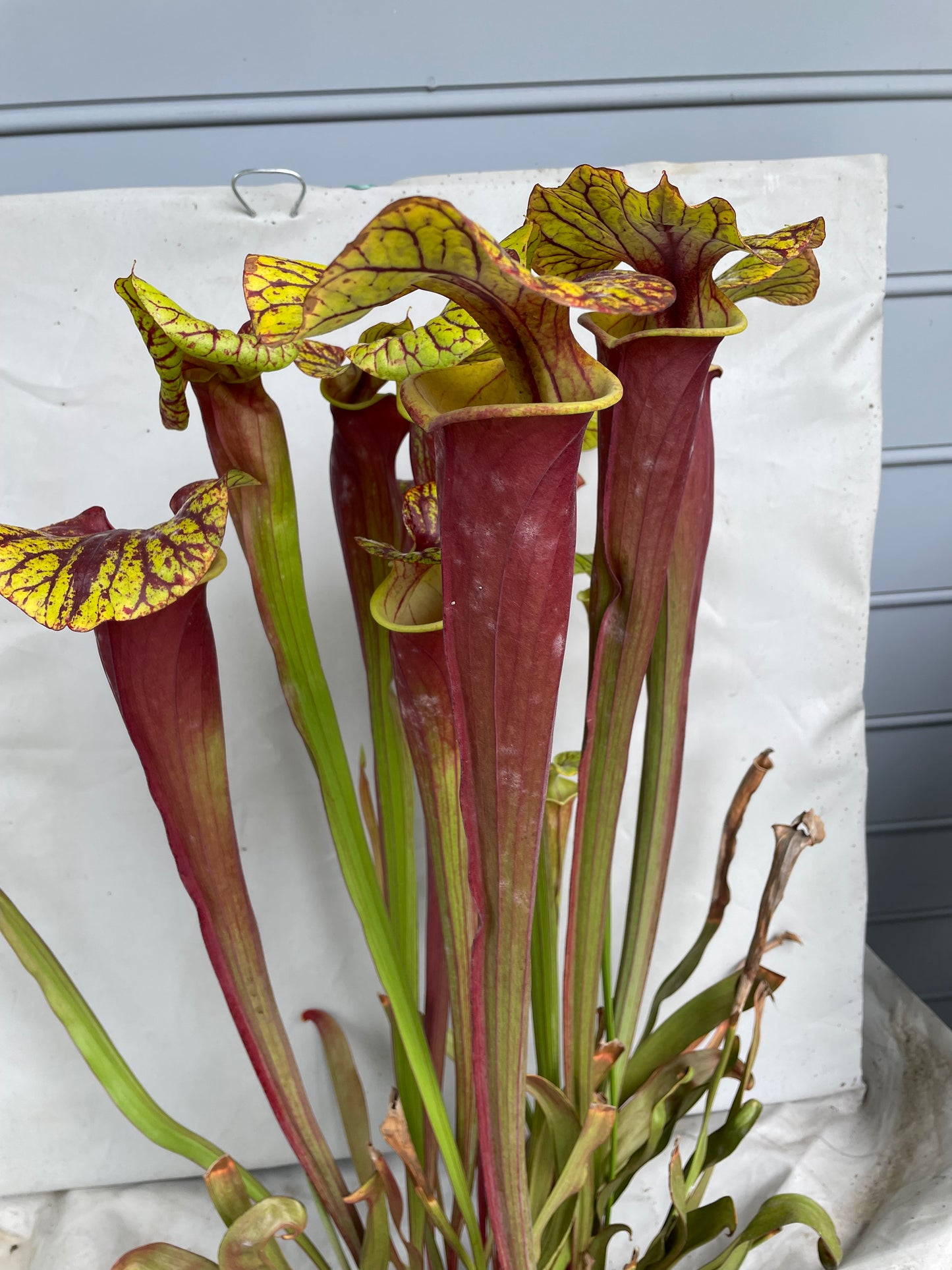 Sarracenia - Flava Var Rubricorpora Liberty County, FL