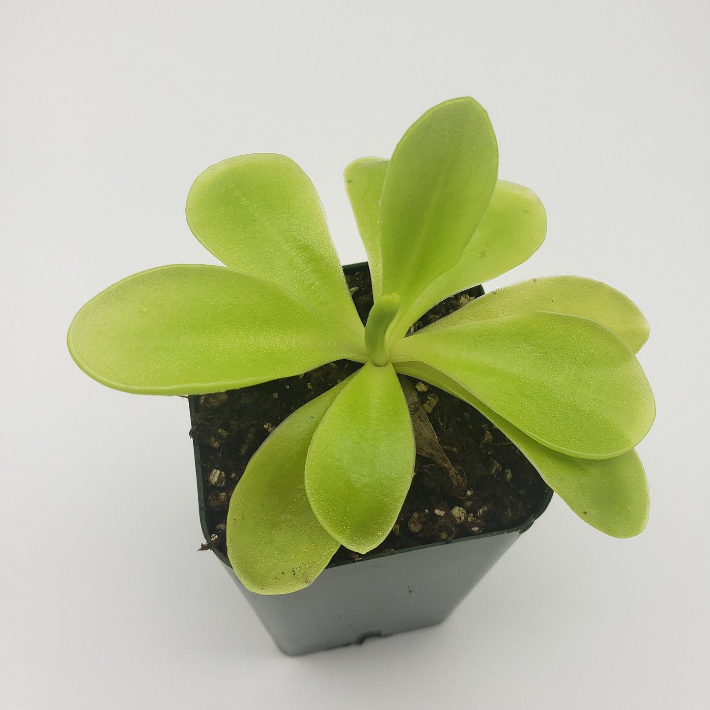 Pinguicula gigantea x 'Huahuapan'