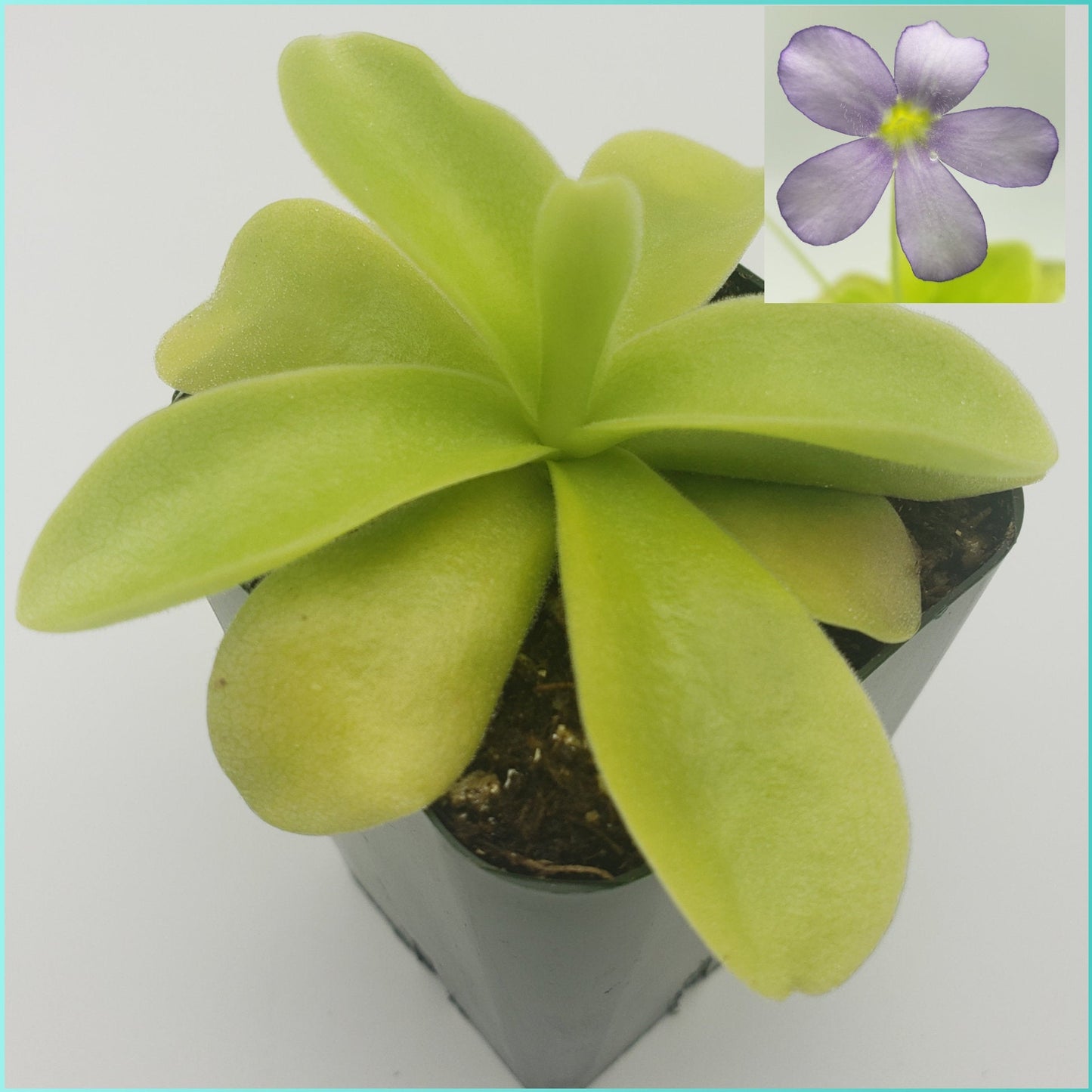 Pinguicula gigantea