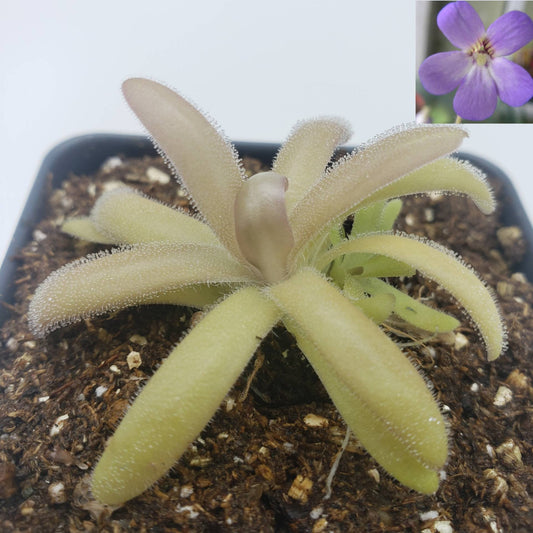 Pinguicula agnata x gypsicola